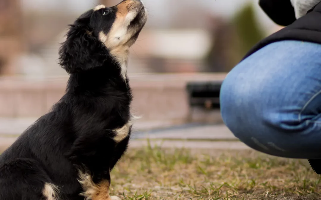 Dog coming home