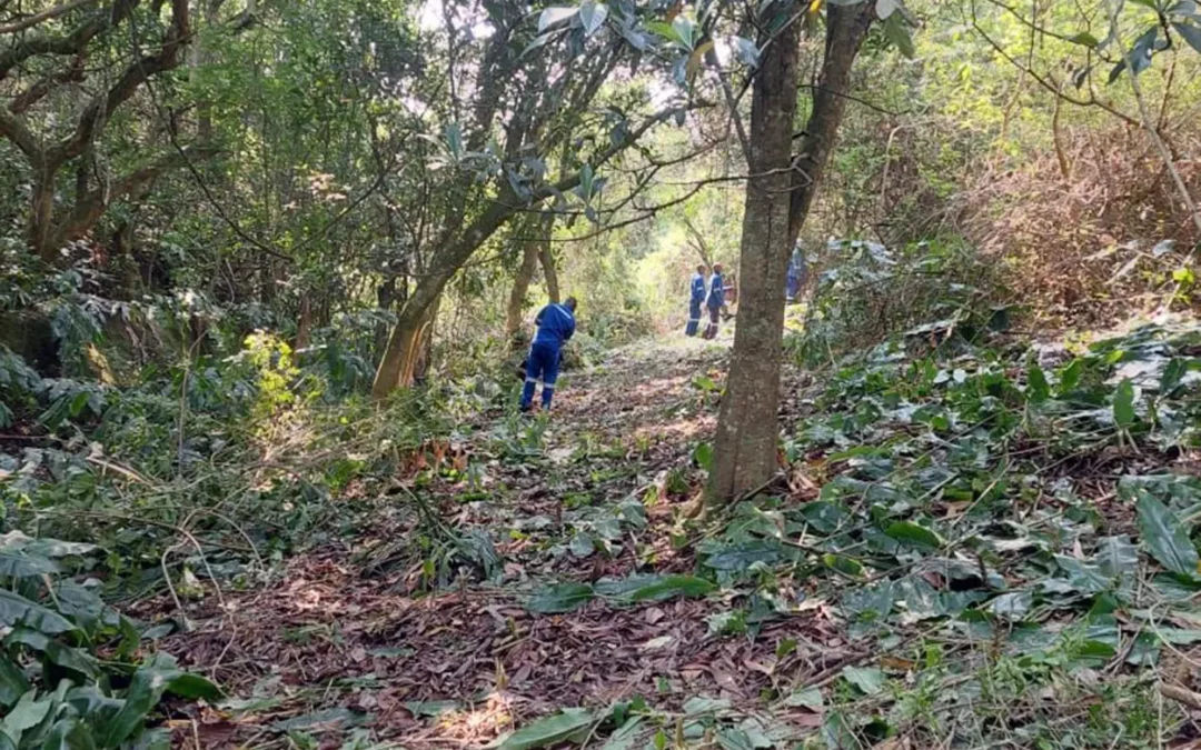 Trail