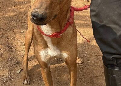 Dexter ❤️‍🔥