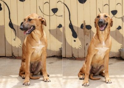 Ember