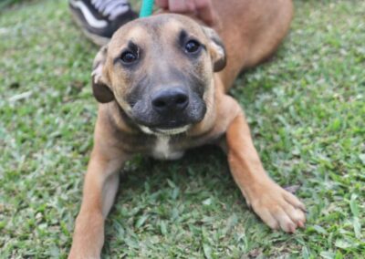 Butterscotch (Isipingo pup)