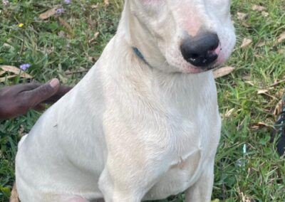 Marshmallow (Isipingo pup) 🌌