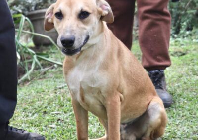 Pumpkin Pie (Isipingo pup)