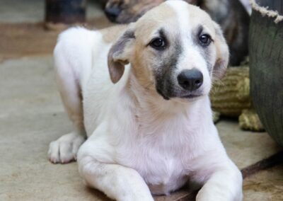 Sushi (Sheba’s pup)