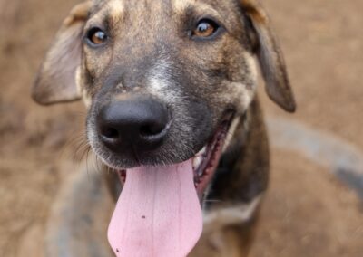 Chuckles (Stray Paws)