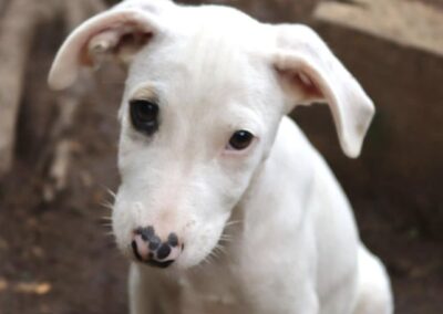 Coconut (Isipingo pup)