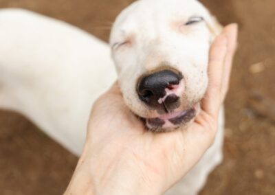 Marshmallow (Isipingo pup)