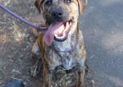 Senna (Sheba’s pup) 👭🏽