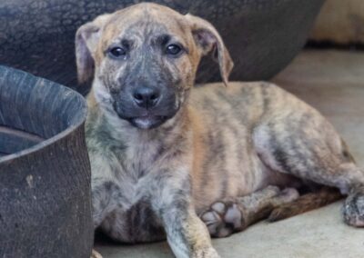 Senna (Sheba’s pup)