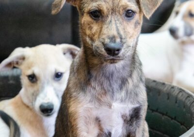 Sissi (Sheba’s pup)