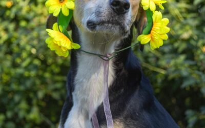 🌸This month we are celebrating Mother’s Day: A Tribute to All Moms – Two-Legged and Four-Legged🌸