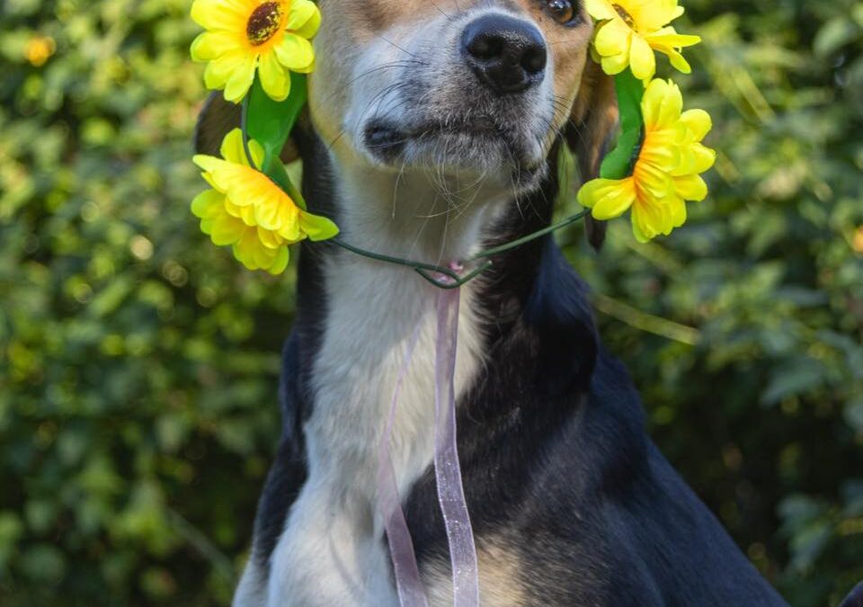 🌸This month we are celebrating Mother’s Day: A Tribute to All Moms – Two-Legged and Four-Legged🌸