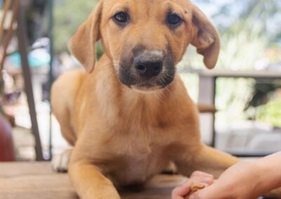 Ivy (Iris pup)