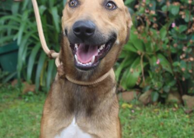 Tio (Taya’s pup) ❣️