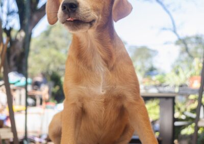 Ice T (Iris pup)
