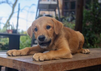 Iglu (Iris pup)