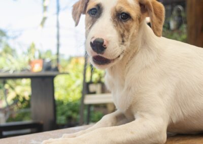 Maxi (Mafela pup)