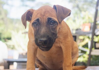 Mina (Mafela pup)