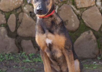 Cassie (Stray Paws)
