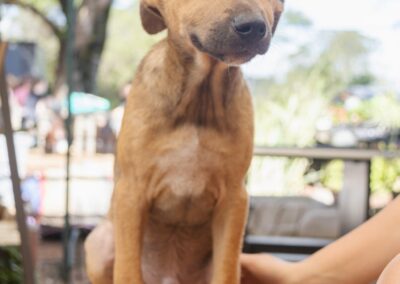Tio (Taya’s pup)