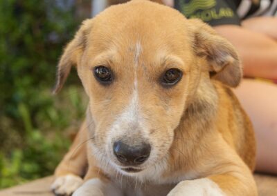 Turbo (Taya’s pup)