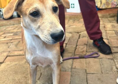 Magnum (Mafela pup)