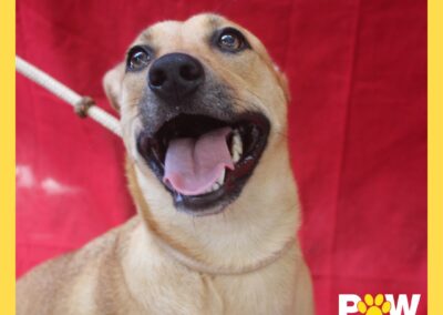 Petal (Paisley pup) 🥀