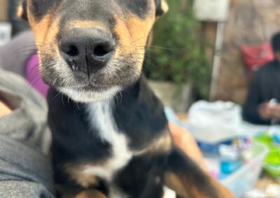 Pepper (Paisley pup)