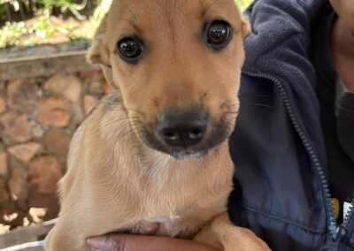 Petal (Paisley pup)