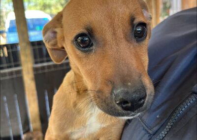 Petunia (Paisley pup)
