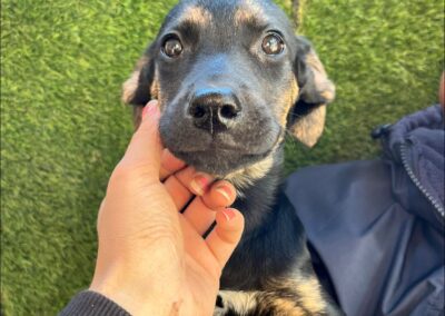 Pretzel (Paisley pup)
