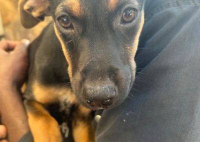 Pippa (Paisley pup)