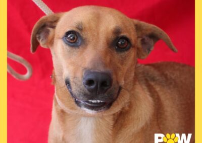 Petunia (Paisley pup) 🍁