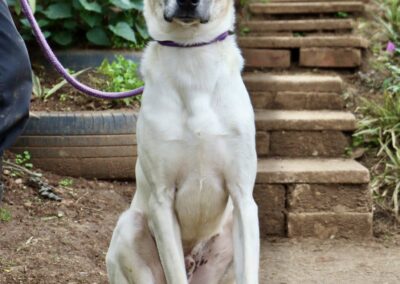 Smooch (Sheba pup) 😘