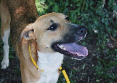 Suki (Sheba pup)🎖️