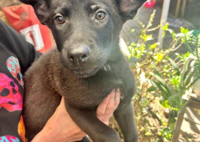 Tabitha (Tongaart pup)