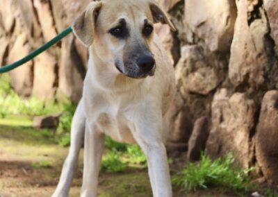 Takkie (Toby pup)👟