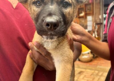 Theo (Tongaart pup)