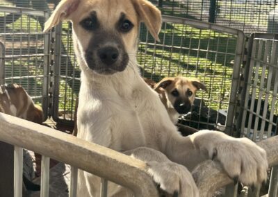 Takkie (Toby pup)
