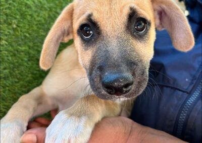 Tik Tik (Toby pup)