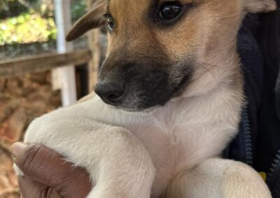 Tin Tin (Toby pup)