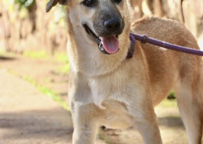 Torpedo (Toby pup) 🤪