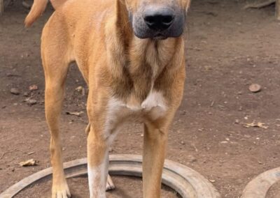 Toska (Taya’s pup) 🏞️