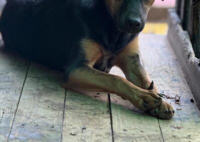 Pippa (Paisley pup) 🐚