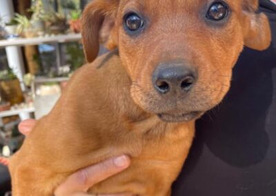 Egypt (Emmie pup) 🤎