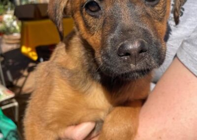 Elsa (Emmie pup) 🤎