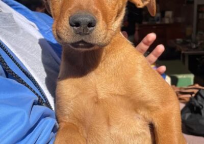 Emilie (Emmie pup) 🤎