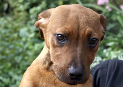 Enid (Emmie pup) 🤎