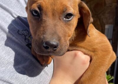 Enid (Emmie pup) 🤎
