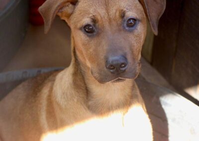 Enid (Emmie pup) 🤎